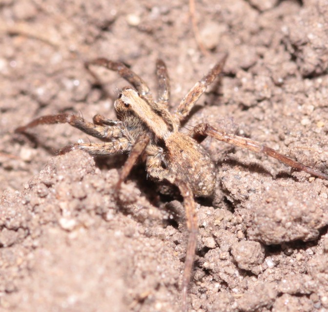 Pardosa