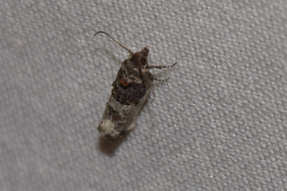 Phaneta pauperana - gyepűrózsa-tükrösmoly