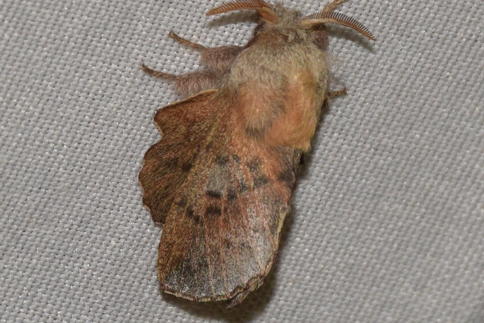 Phyllodesma tremulifolia - nyárlevélpohók