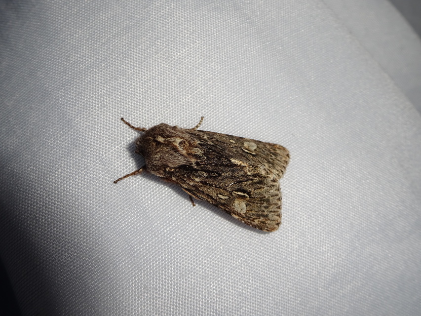 Brachionycha nubeculosa - zömök fésűsbagoly