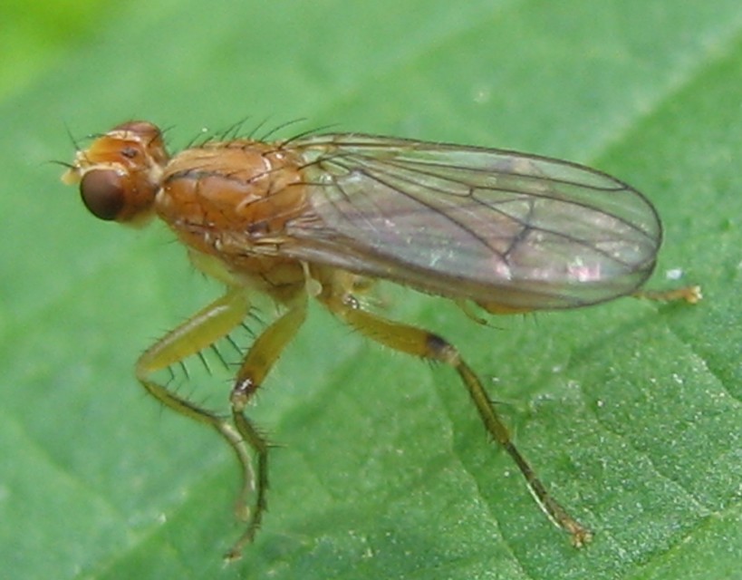 Norellisoma spinimanum
