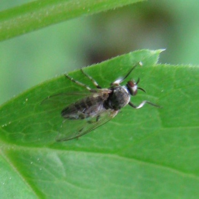 Simuliidae - púposszúnyogok