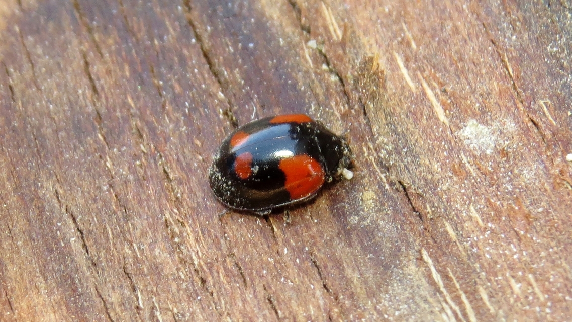 Adalia bipunctata - kétpettyes katica