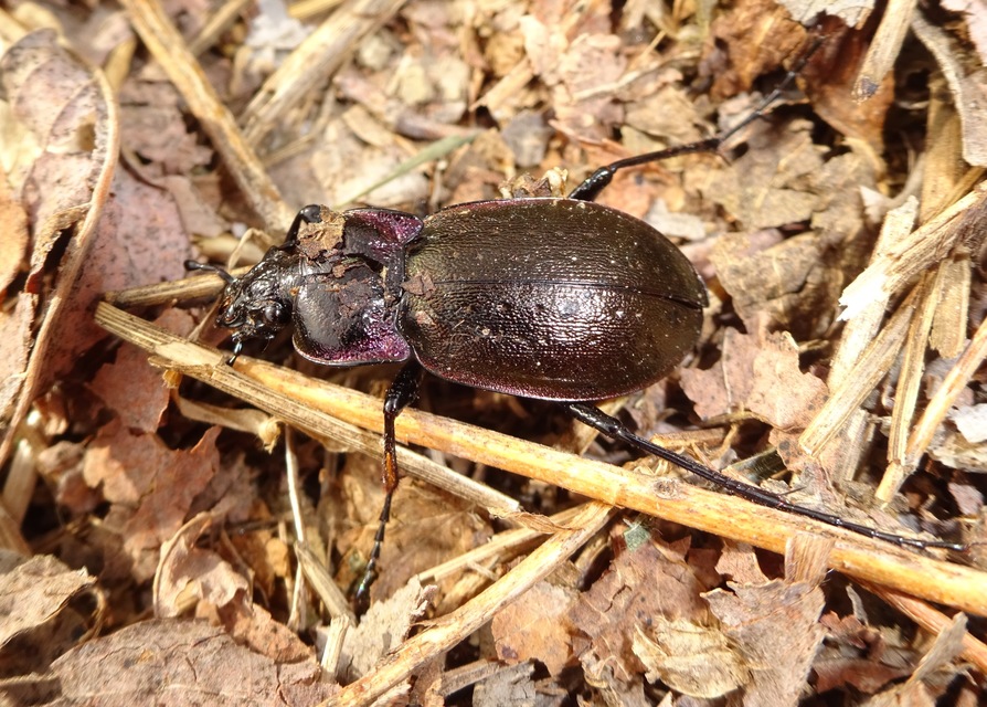 Carabus nemoralis - ligeti futrinka