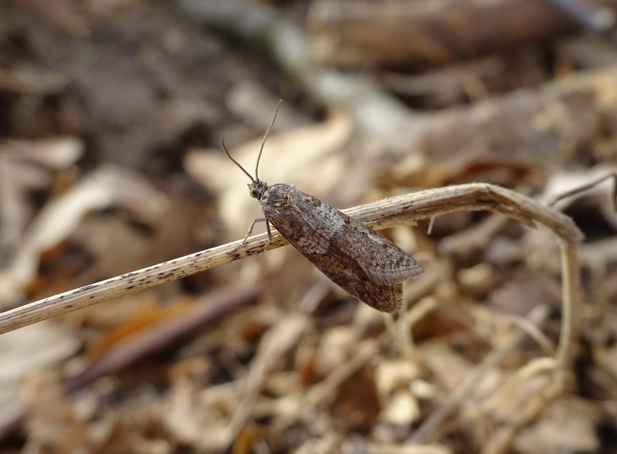 Tortricodes alternella - tavaszi sodrómoly