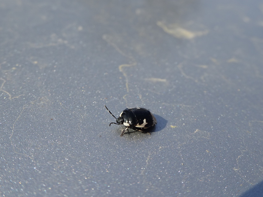 Tritomegas bicolor - foltos földipoloska