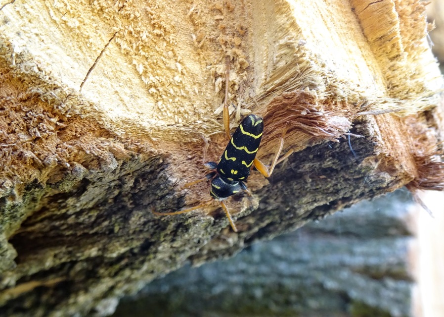 Plagionotus arcuatus - bársonyos darázscincér
