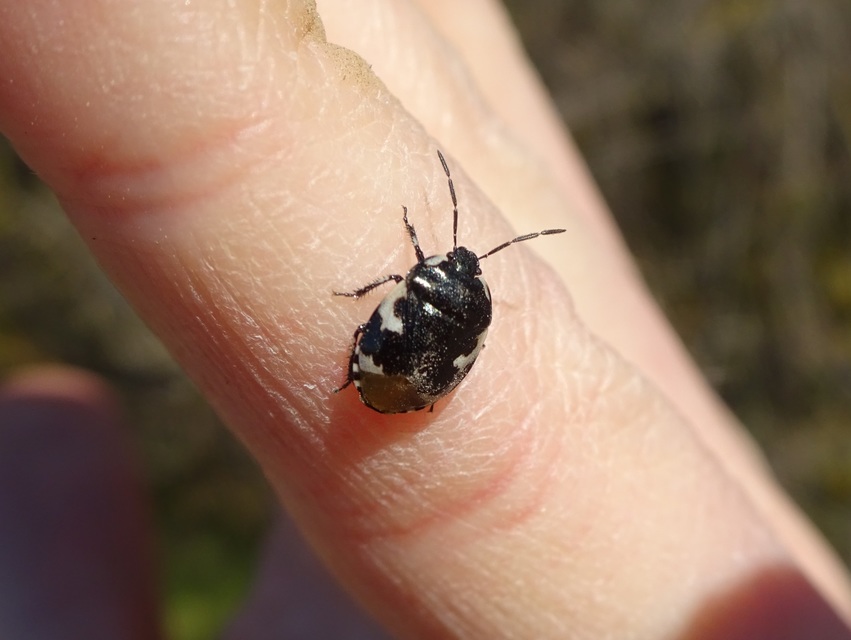 Tritomegas bicolor - foltos földipoloska