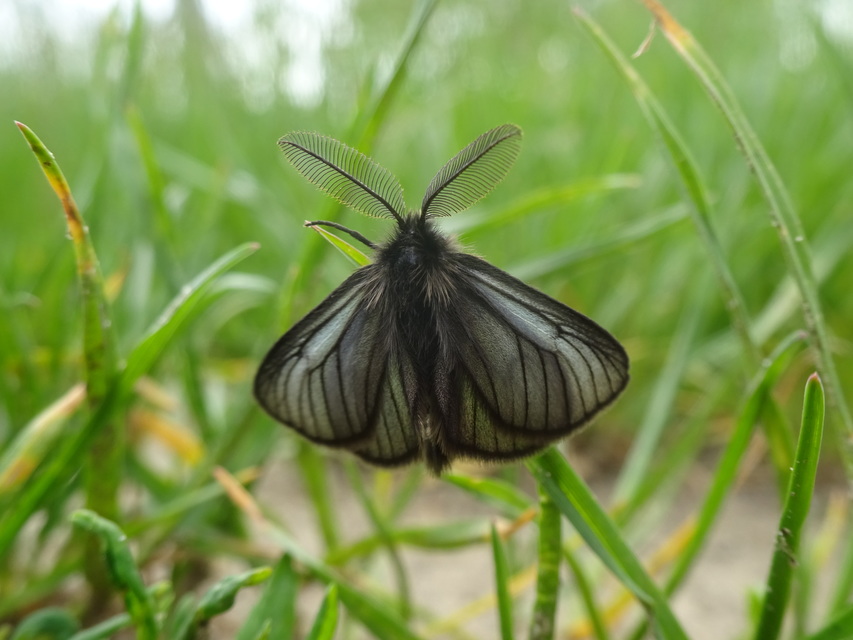 Pentophera morio - réti gyapjaslepke
