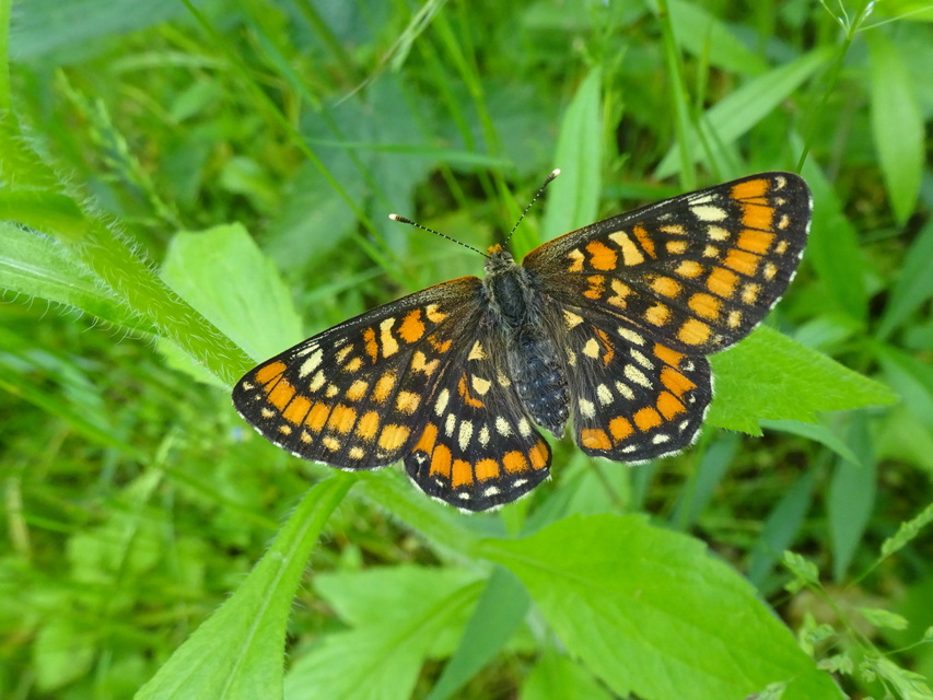 Euphydryas maturna - díszes tarkalepke
