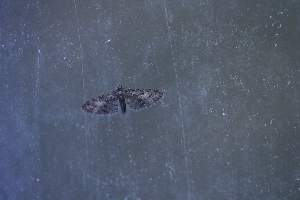 Eupithecia abbreviata - korai törpearaszoló