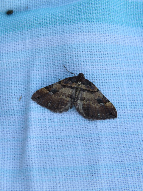 Earophila badiata - csipkerózsa-araszoló