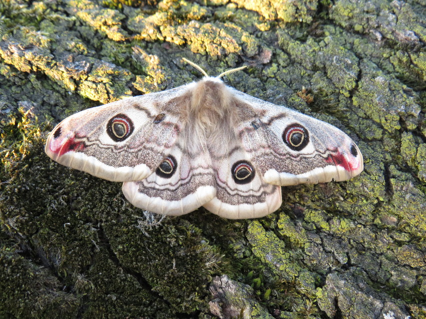 Saturnia pavoniella/pavonia