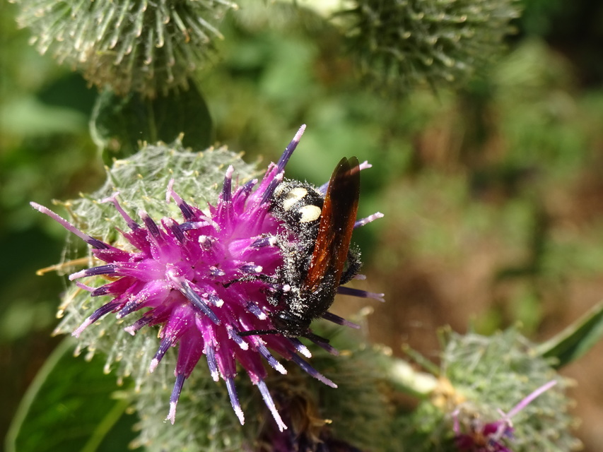 Scolia sexmaculata - négyfoltos tőrösdarázs