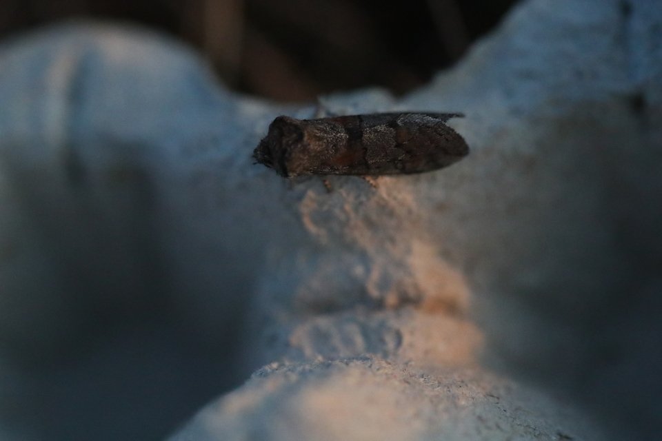Asphalia ruficollis - vörösnyakú pihésszövő