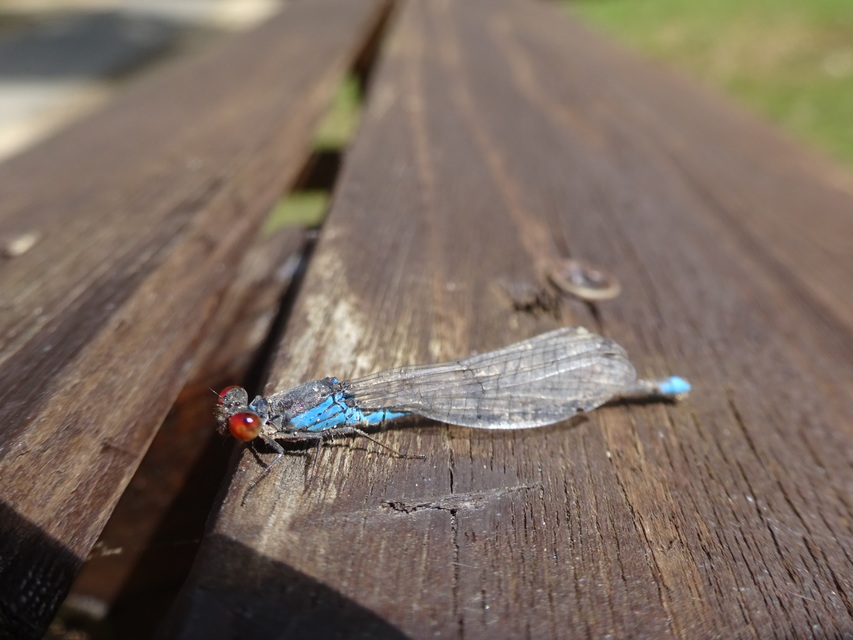 Erythromma viridulum - kis pirosszemű-légivadász