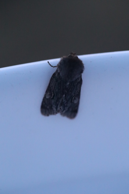 Brachionycha nubeculosa - zömök fésűsbagoly