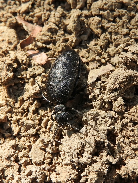 Meloe rugosus - ráncos nünüke