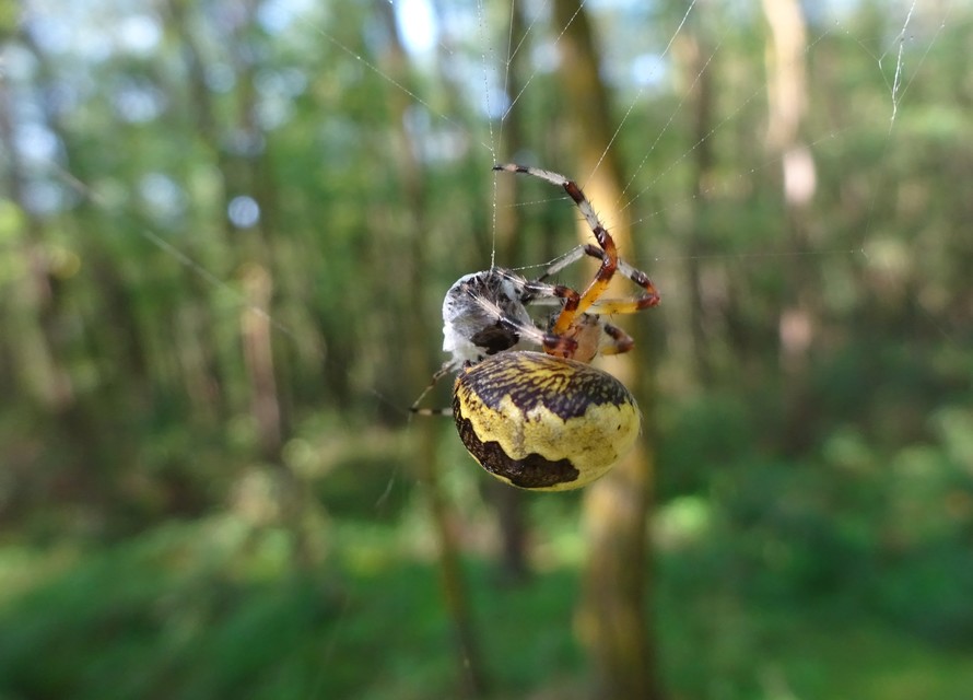 Araneus marmoreus - márványos keresztespók