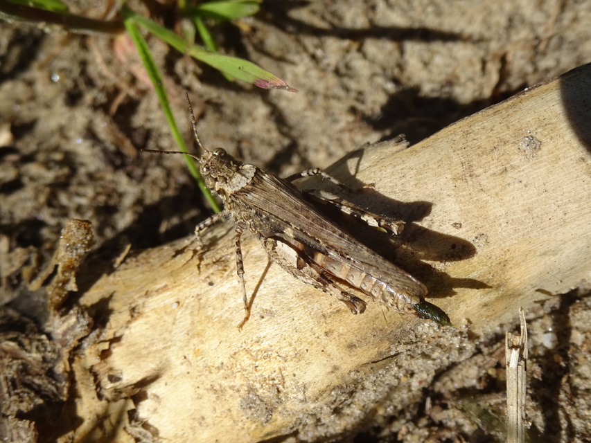 Acrotylus insubricus - önbeásósáska