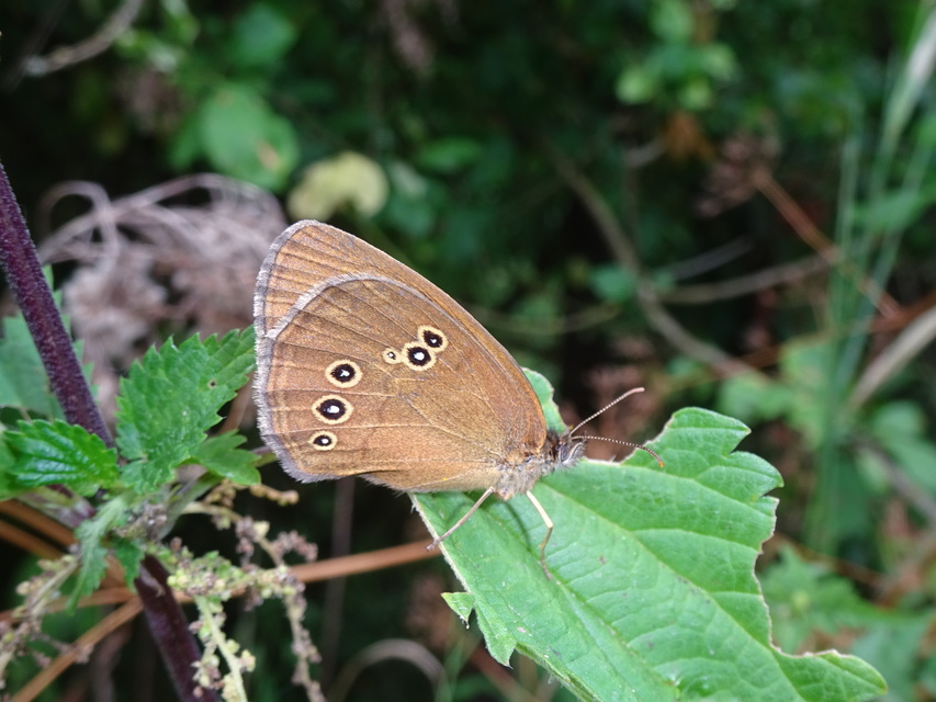 Aphantopus hyperanthus - közönséges ökörszemlepke
