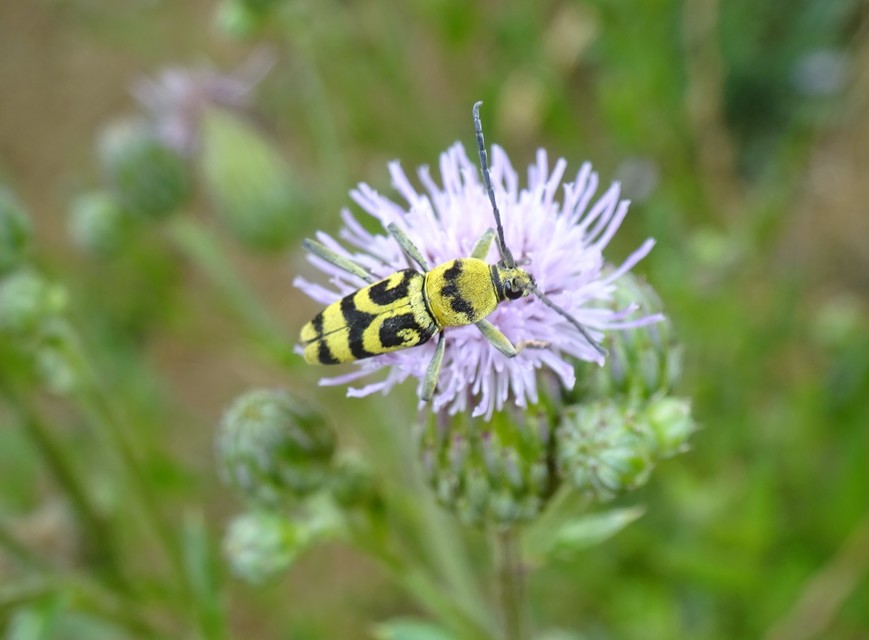 Chlorophorus varius - díszes darázscincér