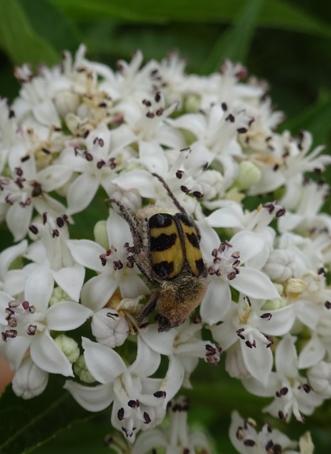 Trichius sexualis - keleti prémesbogár