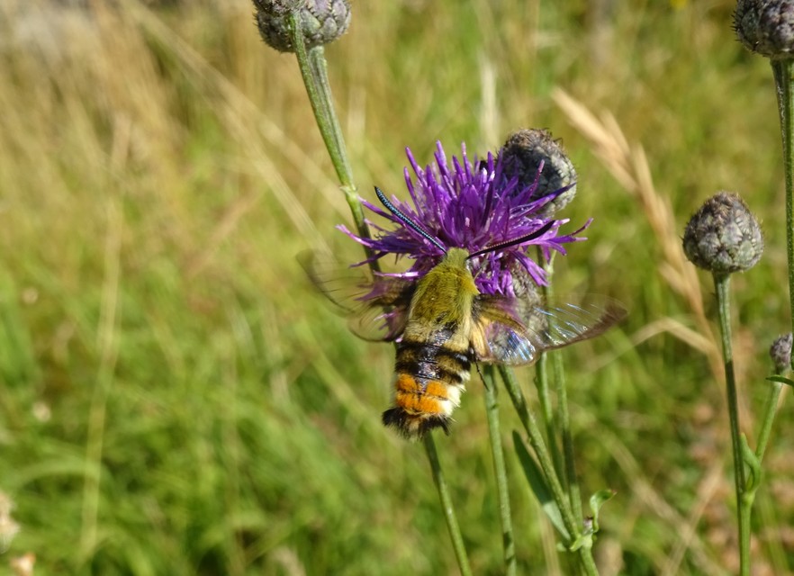 Hemaris tityus - pöszörszender Hemaris tityus - pöszörszender