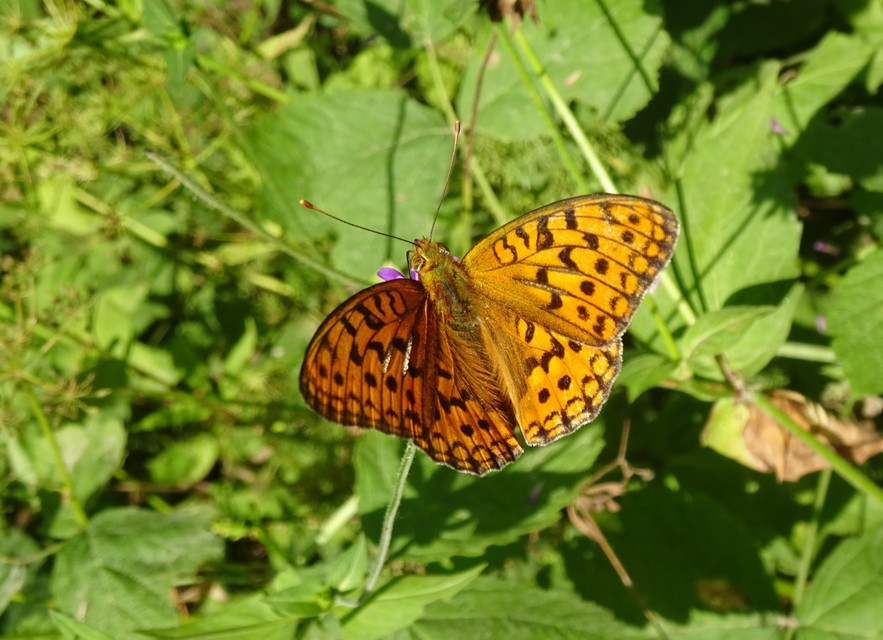 Argynnis adippe - ezüstös gyöngyházlepke