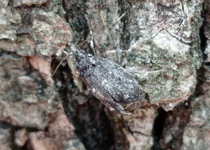 Diurnea fagella - szürke tavaszimoly