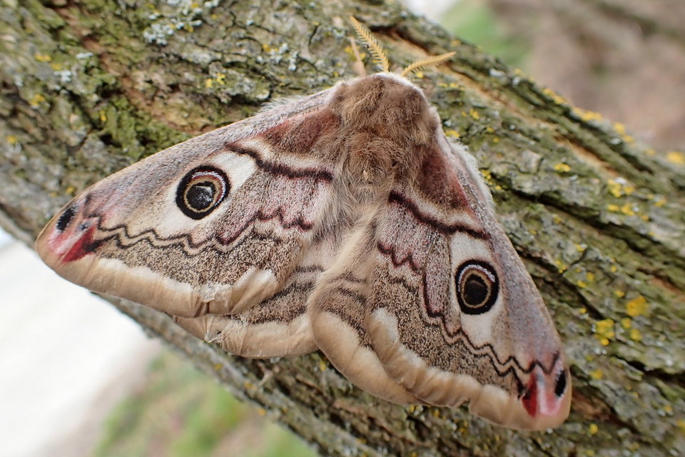 Saturnia pavoniella/pavonia