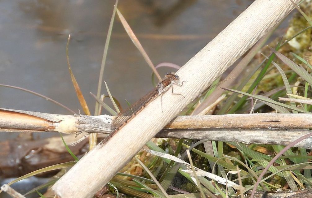 Sympecma fusca - téli rablószitakötő Sympecma fusca - téli rablószitakötő