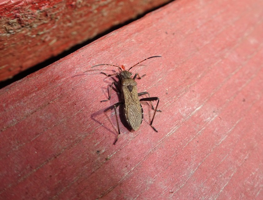 Alydus calcaratus - szőrös tövispoloska