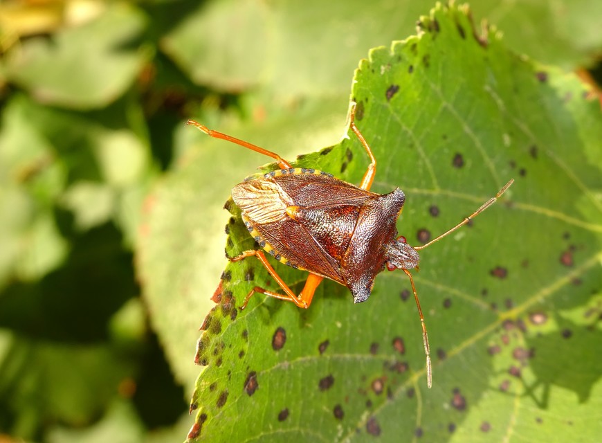 Pentatoma rufipes - vöröslábú címerespoloska Pentatoma rufipes - vöröslábú címerespoloska