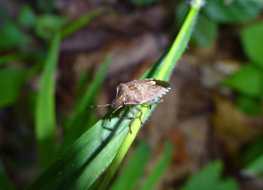 Peribalus strictus - tavaszi címerespoloska Peribalus strictus - tavaszi címerespoloska