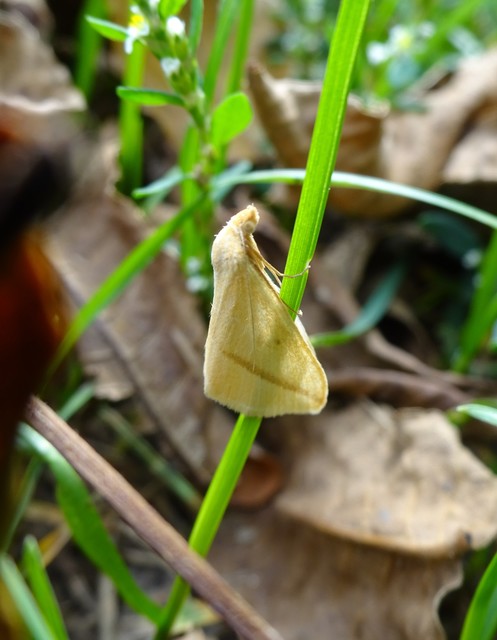 Rhodometra sacraria - rózsacsíkos araszoló