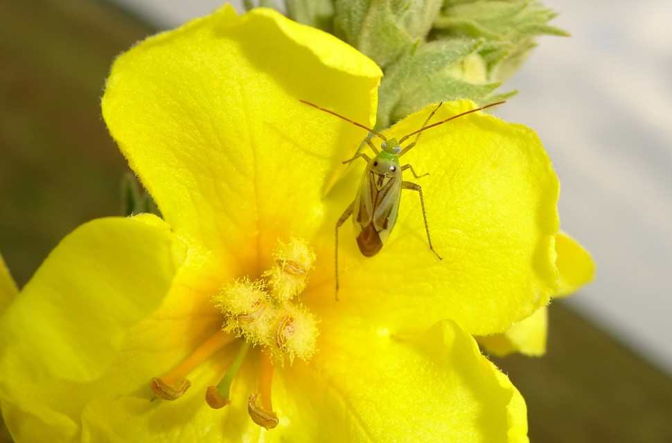 Adelphocoris lineolatus - lucernapoloska