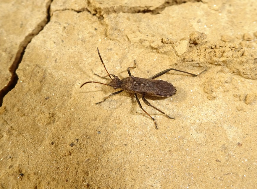 Alydus calcaratus - szőrös tövispoloska