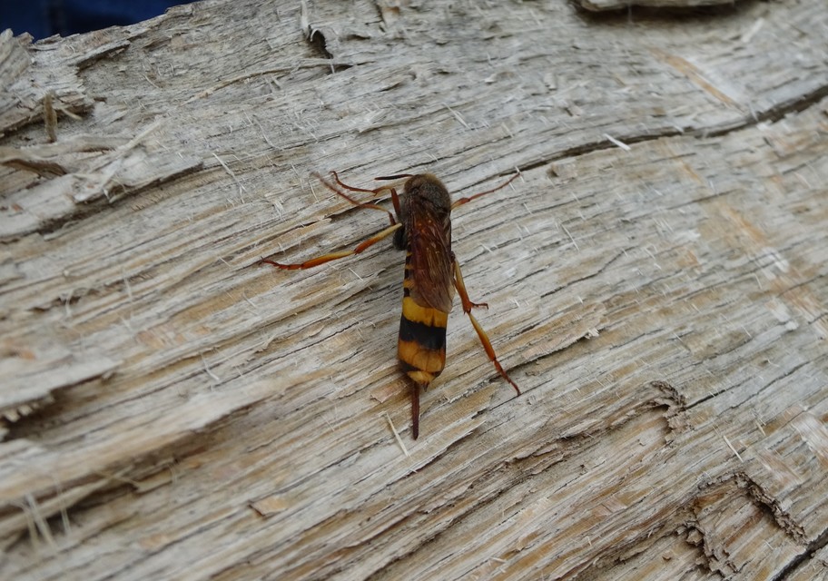 Tremex fuscicornis - sárgagyűrűs fadarázs
