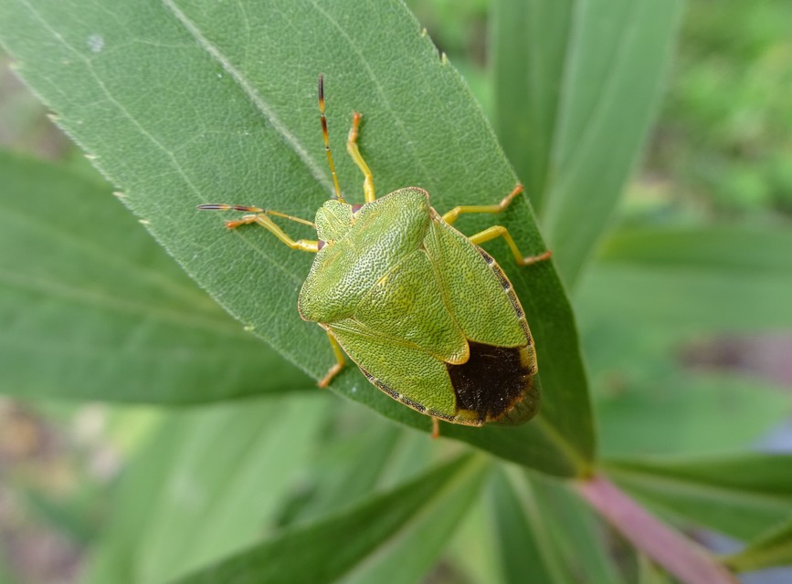Palomena prasina - zöld bogyómászó-poloska Palomena prasina - zöld bogyómászó-poloska