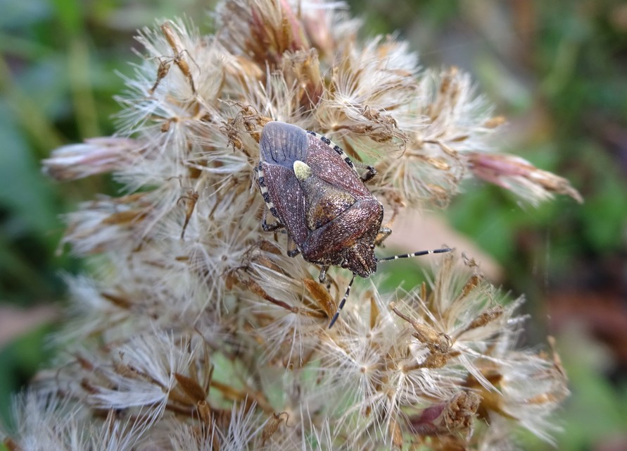 Dolycoris baccarum - közönséges bogyómászó-poloska Dolycoris baccarum - közönséges bogyómászó-poloska