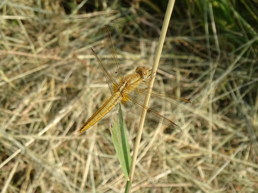Crocothemis erythraea - skarlát szitakötő