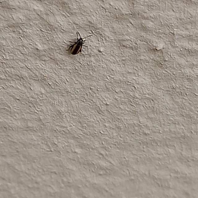 Phyllotreta