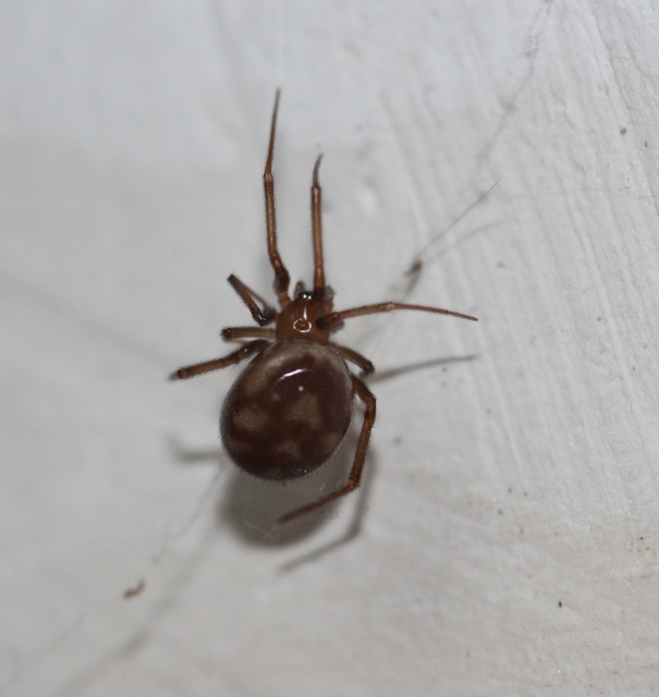 Steatoda grossa - nagy faggyúpók