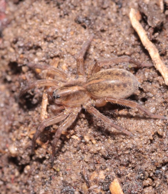 Trochosa