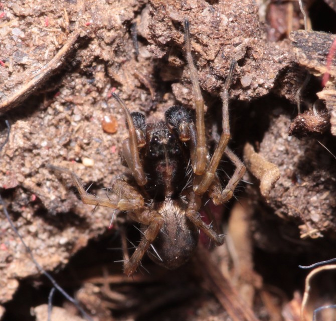 Pardosa