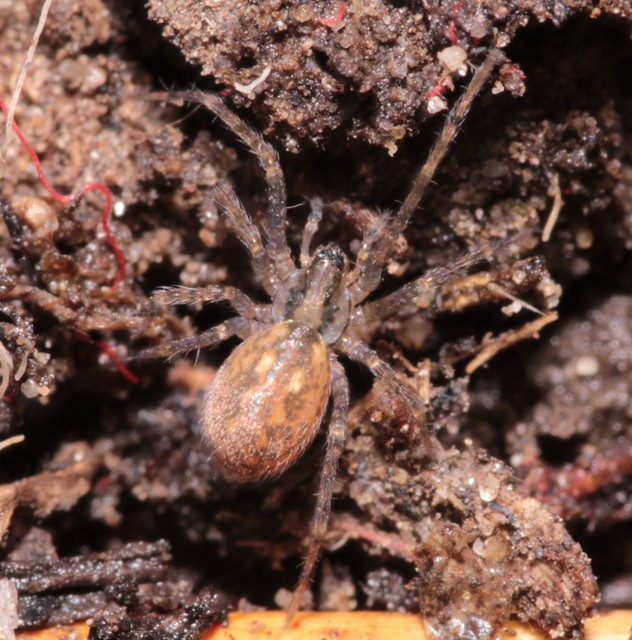 Agelenidae - zugpókok