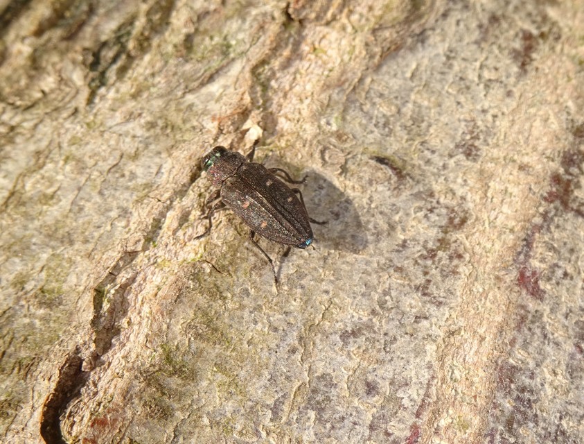 Chrysobothris affinis - aranypettyes díszbogár