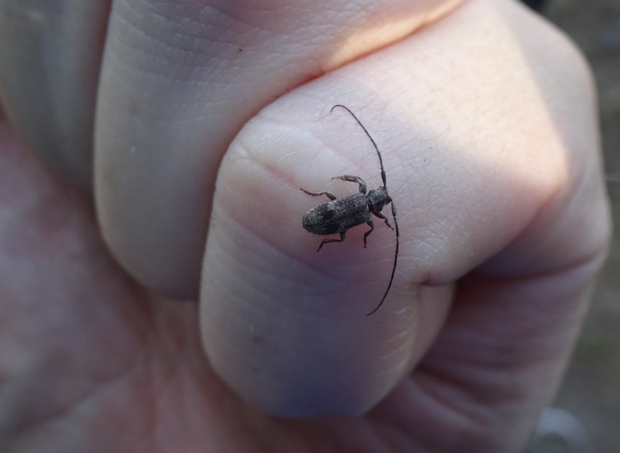 Exocentrus adspersus - tölgyfa-rőzsecincér