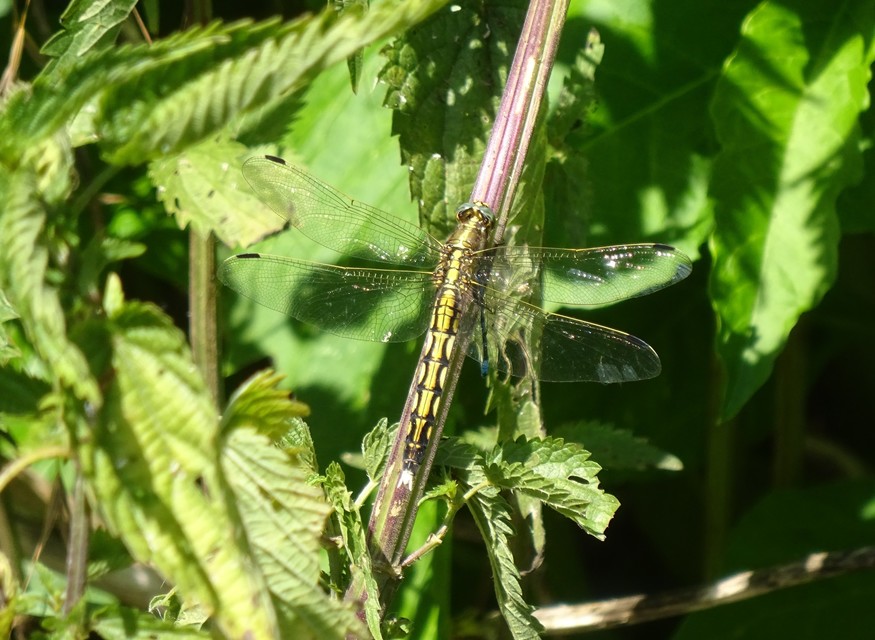 Orthetrum albistylum - fehérfarkú pásztorszitakötő